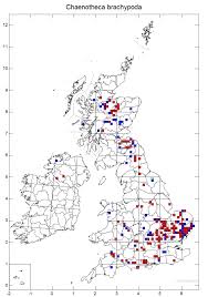 Attēlu rezultāti vaicājumam “Chaenotheca brachypoda”