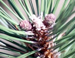 Attēlu rezultāti vaicājumam “Pinus nigra fruit”