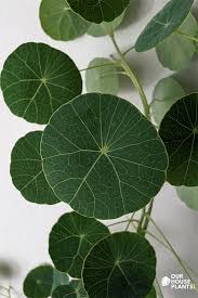 Attēlu rezultāti vaicājumam “Trichia erecta stalked”