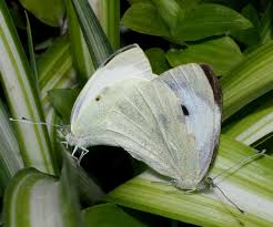 Attēlu rezultāti vaicājumam “Pieris brassicae female”