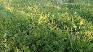 Attēlu rezultāti vaicājumam “Geranium dissectum fruit”