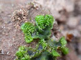 Attēlu rezultāti vaicājumam “Blasia pusilla sporophyte”