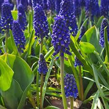 Attēlu rezultāti vaicājumam “Muscari armeniacum”