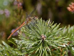Attēlu rezultāti vaicājumam “Sympetrum sanguineum female”
