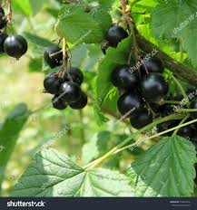 Attēlu rezultāti vaicājumam “Ribes nigrum”