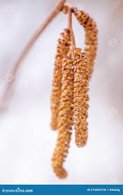 Attēlu rezultāti vaicājumam “Corylus avellana male flower”