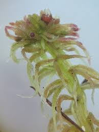 Attēlu rezultāti vaicājumam “Sphagnum quinquefarium”