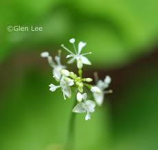 Attēlu rezultāti vaicājumam “Circaea alpina flower”