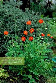 Image result for Meconopsis cambrica
