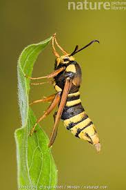 Attēlu rezultāti vaicājumam “Sesia apiformis”