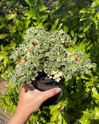 Image result for Aichryson