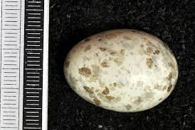 Attēlu rezultāti vaicājumam “Caprimulgus europaeus egg”