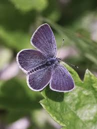 Attēlu rezultāti vaicājumam “Cupido minimus underside”