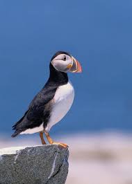 Image result for Fratercula arctica