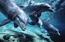 Blood Dolphins Season 1 Episode 3 Saving the Solomons | Watch All ...