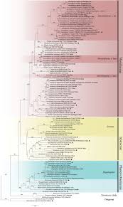 Attēlu rezultāti vaicājumam “Hapalopilus aurantiacus”