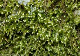 Attēlu rezultāti vaicājumam “Homalia trichomanoides”