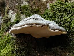 Attēlu rezultāti vaicājumam “Fomes fomentarius”