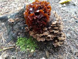 Attēlu rezultāti vaicājumam “Tremella foliacea”