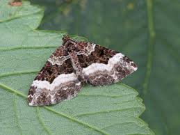 Attēlu rezultāti vaicājumam “Euphyia unangulata”