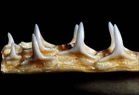 Image result for Carcharhinus isodon