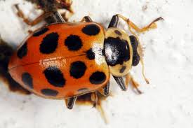 Attēlu rezultāti vaicājumam “Hippodamia tredecimpunctata”