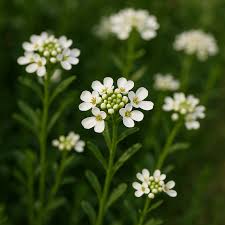 Image result for Iberis amara