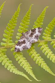 Attēlu rezultāti vaicājumam “Epirrhoe”