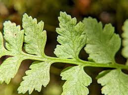 Attēlu rezultāti vaicājumam “Cystopteris fragilis”