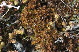 Attēlu rezultāti vaicājumam “Syntrichia ruralis var. ruralis sporophyte”