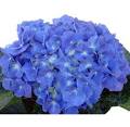 Wholesale Hydrangea | Buy Hydrangea Wedding Flowers by WholeBlossoms.