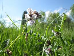 Attēlu rezultāti vaicājumam “Vicia sepium leaf”