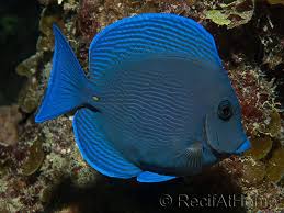 Image result for Acanthurus coeruleus