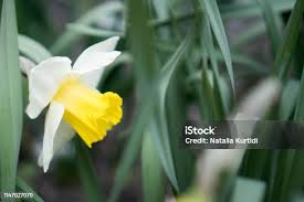 Attēlu rezultāti vaicājumam “Narcissus bud”