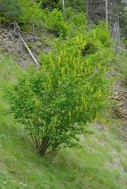 Attēlu rezultāti vaicājumam “Laburnum alpinum leaf”