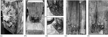 Attēlu rezultāti vaicājumam “Rhodonia placenta”