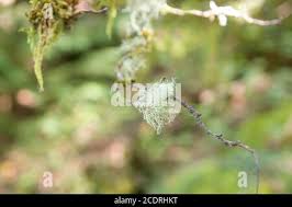 Attēlu rezultāti vaicājumam “Evernia divaricata”