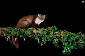 Attēlu rezultāti vaicājumam “Martes foina”