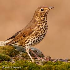 Attēlu rezultāti vaicājumam “Turdus philomelos”