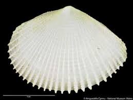 Attēlu rezultāti vaicājumam “Cribraria costata”