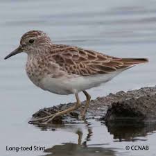 Image result for Calidris subminuta