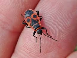 Attēlu rezultāti vaicājumam “Pyrrhocoris apterus imago”