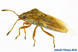 Attēlu rezultāti vaicājumam “Lygaeidae”