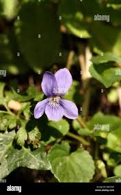 Attēlu rezultāti vaicājumam “Viola riviniana fruit”