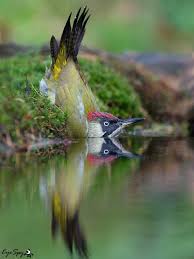 Attēlu rezultāti vaicājumam “Picus viridis”
