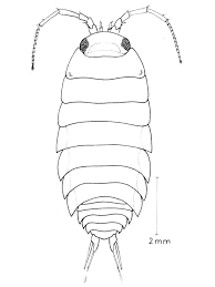 Attēlu rezultāti vaicājumam “Ligidium hypnorum”