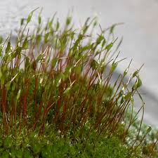 Attēlu rezultāti vaicājumam “Ceratodon purpureus”