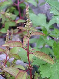 Attēlu rezultāti vaicājumam “Chenopodium polyspermum var. acutifolium flower”