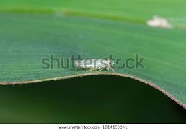 Attēlu rezultāti vaicājumam “Macrosteles sp. nymph”