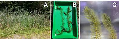 Attēlu rezultāti vaicājumam “Ceratophyllum submersum leaf”